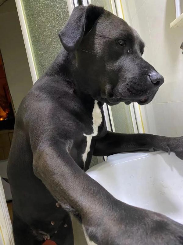 哈尔滨狗狗常用名Top10!你家狗狗叫啥名? 哈尔滨狗狗常用名Top10!你家狗狗叫啥名?