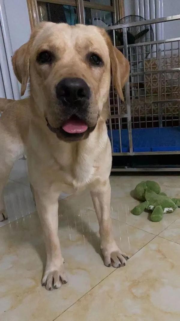 哈尔滨狗狗常用名Top10!你家狗狗叫啥名? 哈尔滨狗狗常用名Top10!你家狗狗叫啥名?