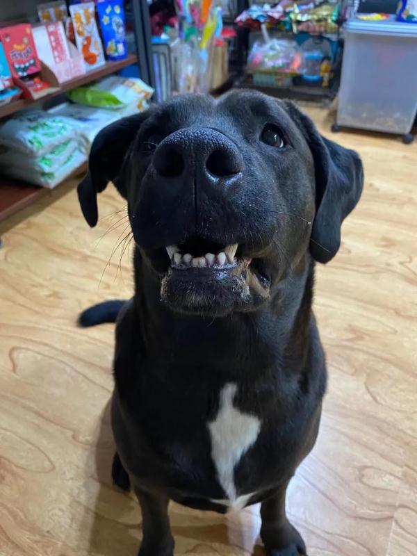 哈尔滨狗狗常用名Top10!你家狗狗叫啥名? 哈尔滨狗狗常用名Top10!你家狗狗叫啥名?