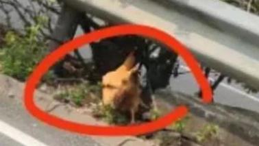 珠海这些高速公路上,惊现一帮捡“垃圾”的专业队…… 珠海这些高速公路上,惊现一帮捡“垃圾”的专业队……