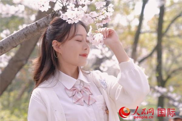 见证中日友谊 无锡鼋头渚樱花盛开