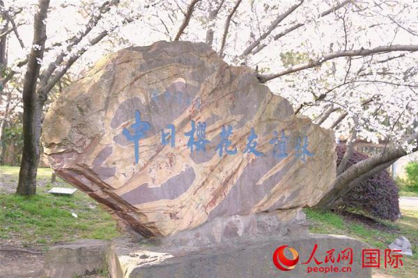 见证中日友谊 无锡鼋头渚樱花盛开